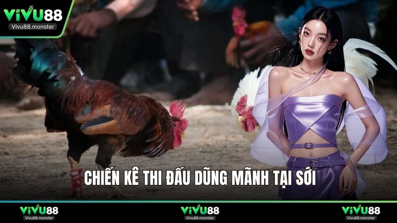 Chiến kê thi đấu dũng mãnh tại sới