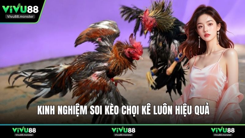Kinh nghiệm soi kèo chọi kê luôn hiệu quả